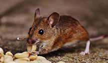 24 Hour & Emergency Exterminators in Ashland, NC